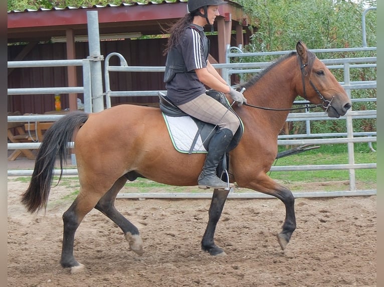 Altri pony/cavalli di piccola taglia Castrone 9 Anni 144 cm Baio chiaro in Buttstädt