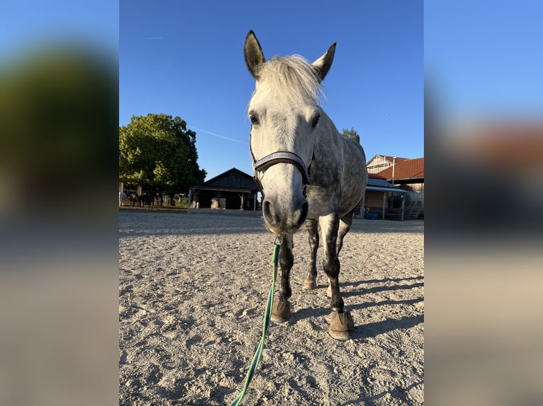 Altri pony/cavalli di piccola taglia Mix Castrone 9 Anni 144 cm Grigio in Kloster Schäftlarn