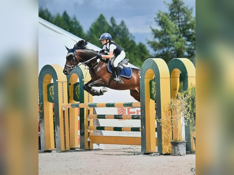 Altri pony/cavalli di piccola taglia Castrone 9 Anni 146 cm Baio scuro in Besana Brianza