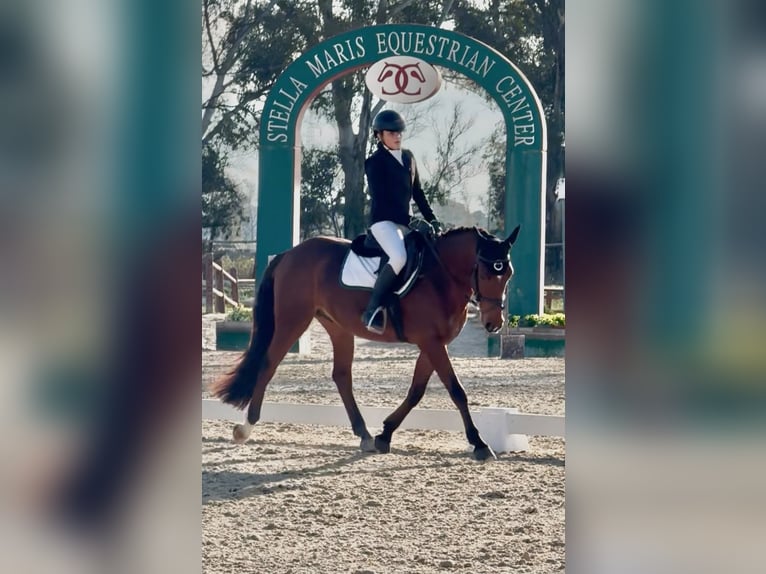 Altri pony/cavalli di piccola taglia Castrone 9 Anni 148 cm Baio ciliegia in Cerveteri