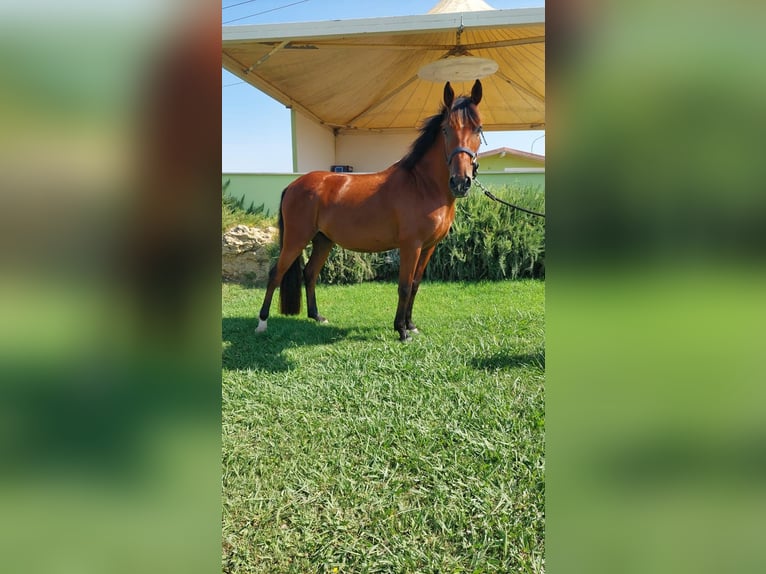 Altri pony/cavalli di piccola taglia Castrone 9 Anni 148 cm Baio ciliegia in Cerveteri