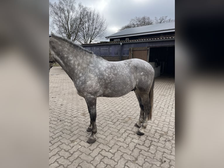Altri pony/cavalli di piccola taglia Castrone 9 Anni 148 cm Grigio in Norderstedt