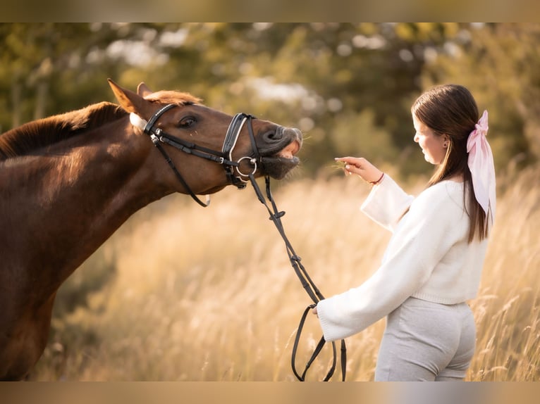 Altri pony/cavalli di piccola taglia Castrone 9 Anni 148 cm Sauro in Kościno 1C