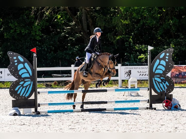 Altri pony/cavalli di piccola taglia Castrone 9 Anni 148 cm Sauro in Kościno 1C