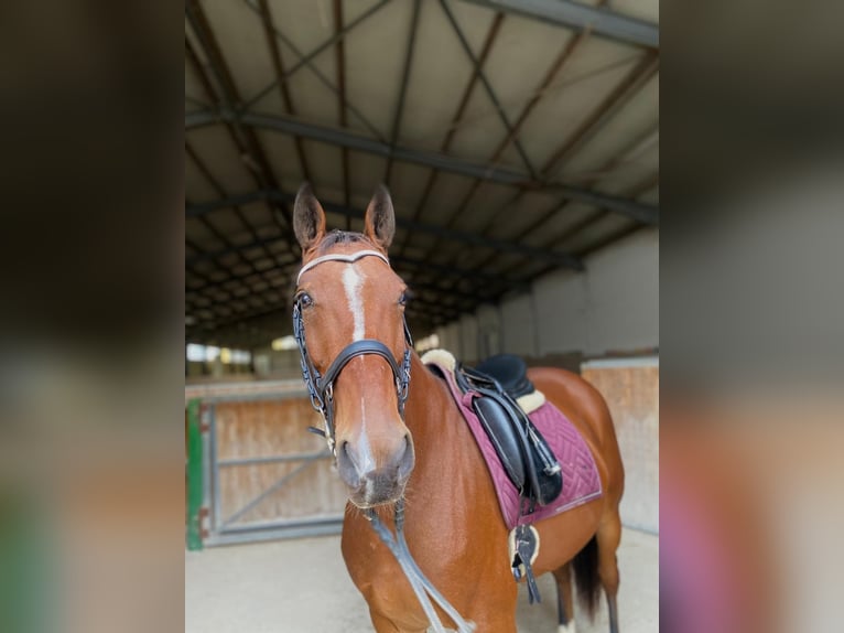 Altri pony/cavalli di piccola taglia Mix Castrone 9 Anni 150 cm Baio in Viernheim