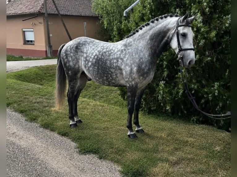 Altri pony/cavalli di piccola taglia Mix Castrone 9 Anni 150 cm Grigio pezzato in Mönchengladbach