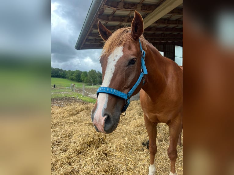 Altri pony/cavalli di piccola taglia Castrone 9 Anni 150 cm Sauro in Plaue