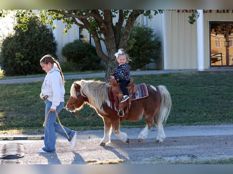Altri pony/cavalli di piccola taglia Castrone 9 Anni 86 cm Pezzato in Forney