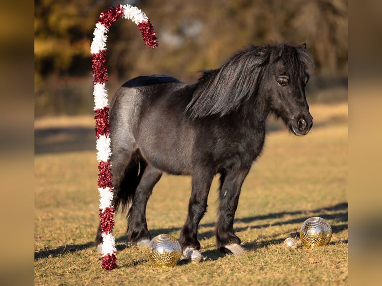 Altri pony/cavalli di piccola taglia Castrone 9 Anni 91 cm Roano blu in Weatherford