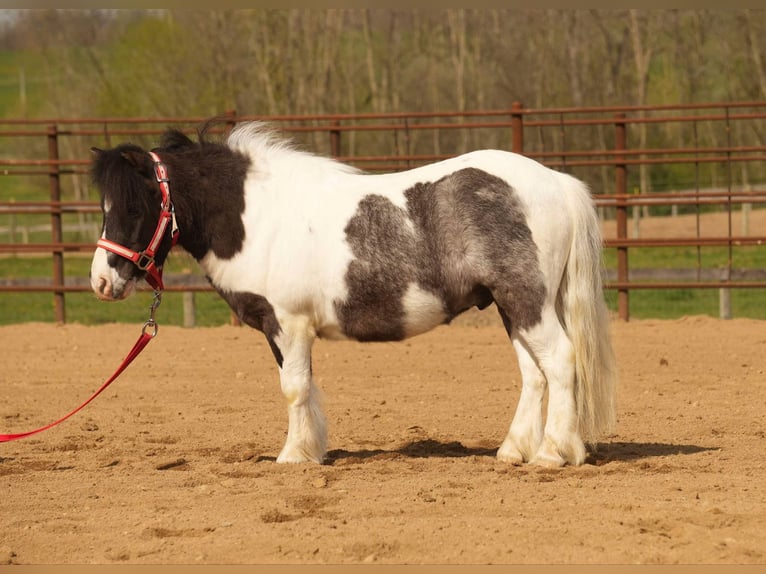 Altri pony/cavalli di piccola taglia Castrone 9 Anni 99 cm in Fresno, OH