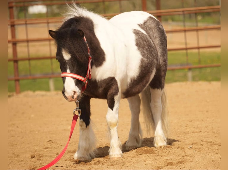 Altri pony/cavalli di piccola taglia Castrone 9 Anni 99 cm in Fresno, OH