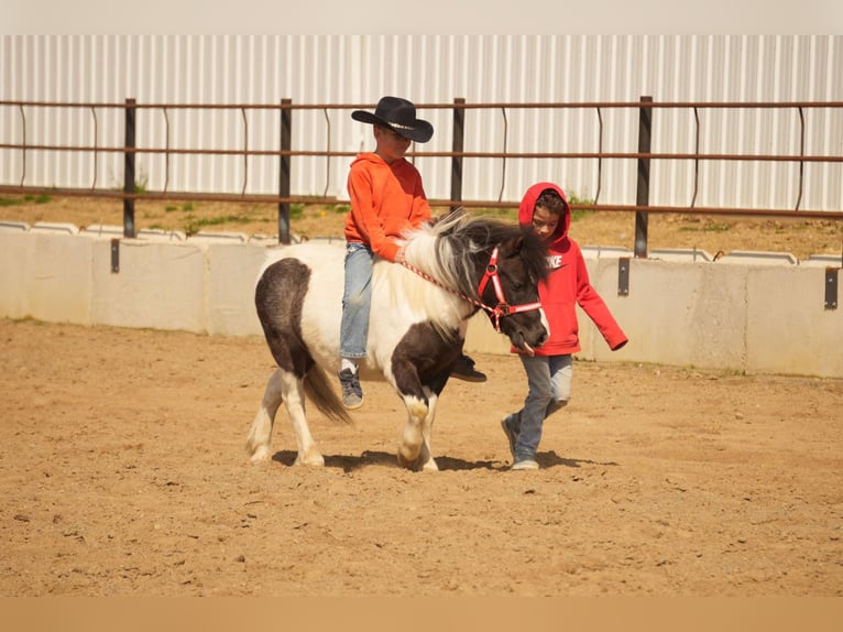 Altri pony/cavalli di piccola taglia Castrone 9 Anni 99 cm in Fresno, OH