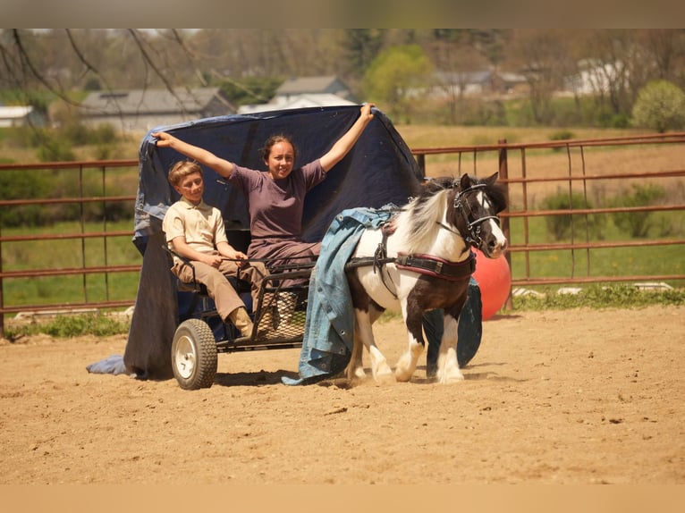Altri pony/cavalli di piccola taglia Castrone 9 Anni 99 cm in Fresno, OH