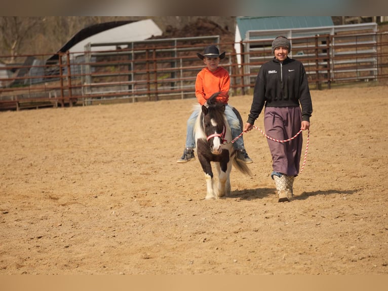 Altri pony/cavalli di piccola taglia Castrone 9 Anni 99 cm in Fresno, OH