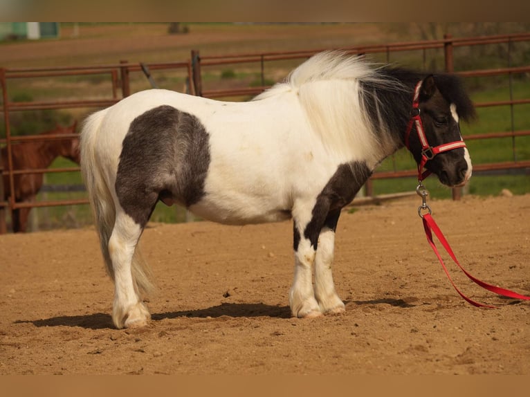 Altri pony/cavalli di piccola taglia Castrone 9 Anni 99 cm in Fresno, OH