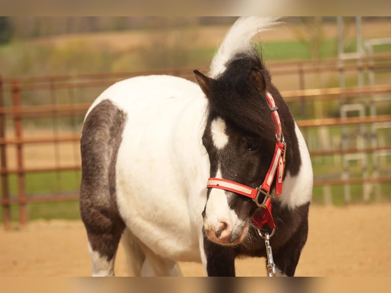 Altri pony/cavalli di piccola taglia Castrone 9 Anni 99 cm in Fresno, OH