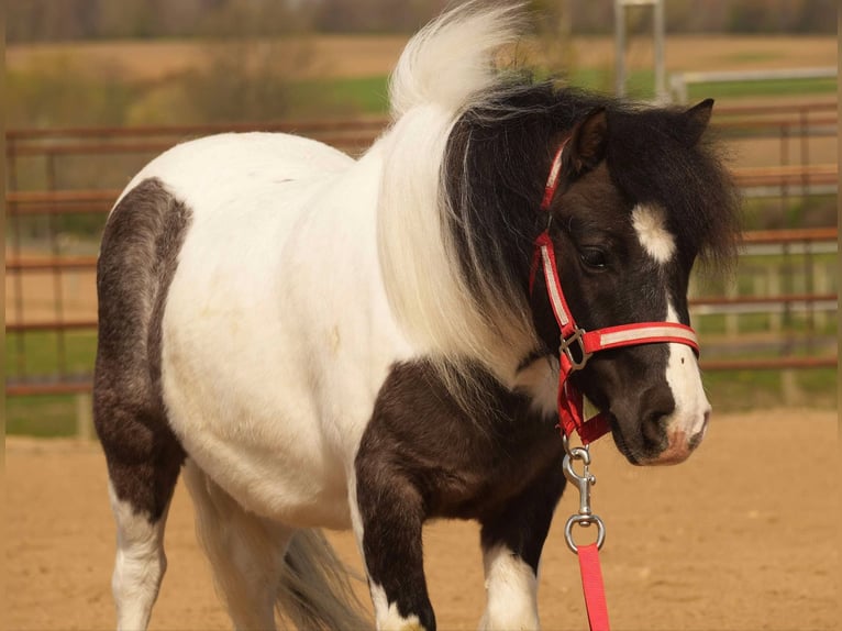 Altri pony/cavalli di piccola taglia Castrone 9 Anni 99 cm in Fresno, OH