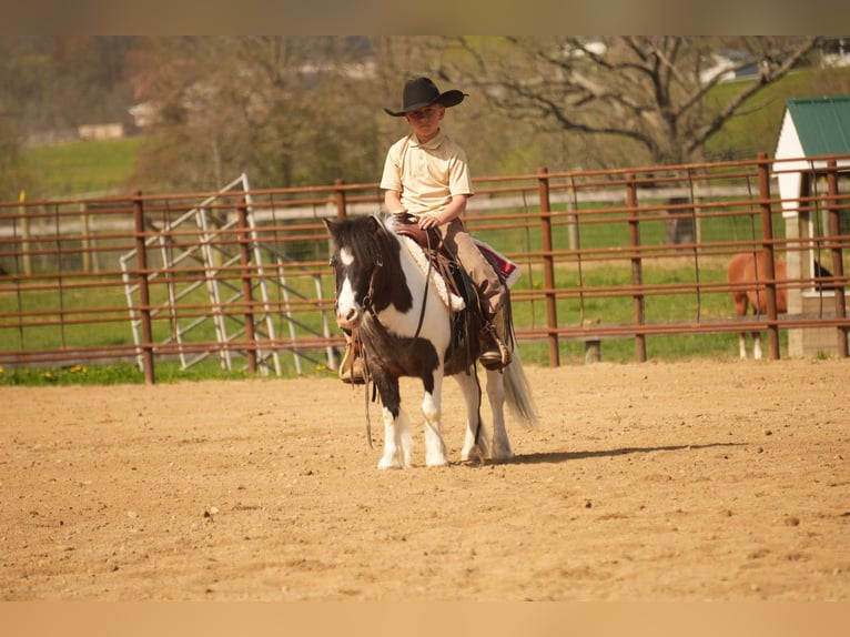 Altri pony/cavalli di piccola taglia Castrone 9 Anni 99 cm in Fresno, OH