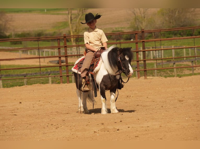 Altri pony/cavalli di piccola taglia Castrone 9 Anni 99 cm in Fresno, OH