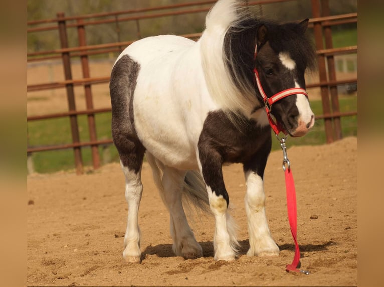 Altri pony/cavalli di piccola taglia Castrone 9 Anni 99 cm in Fresno, OH