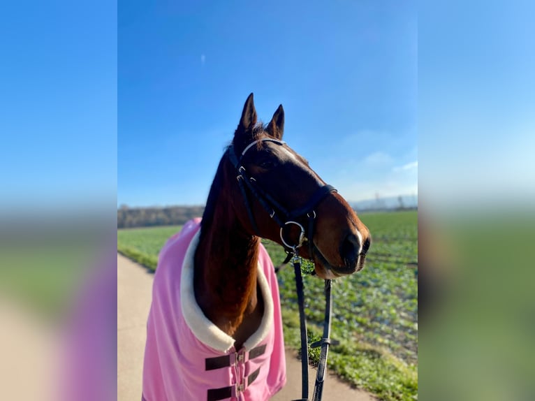 Altri pony/cavalli di piccola taglia Mix Castrone 9 Anni Baio in Viernheim