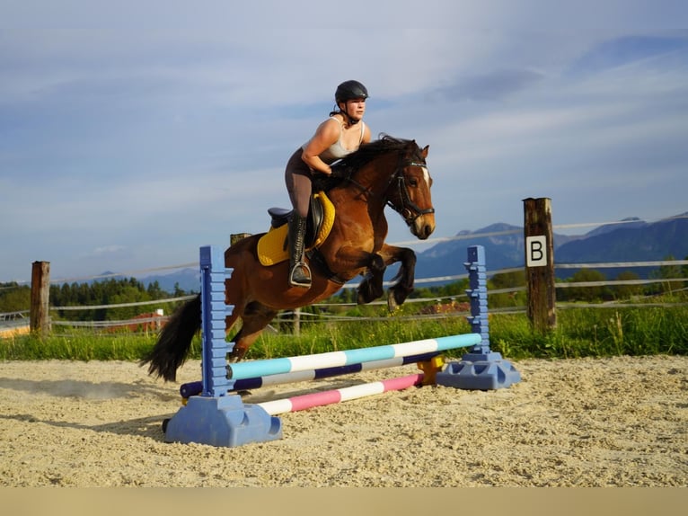 Altri pony/cavalli di piccola taglia Castrone 9 Anni Baio in Wernberg