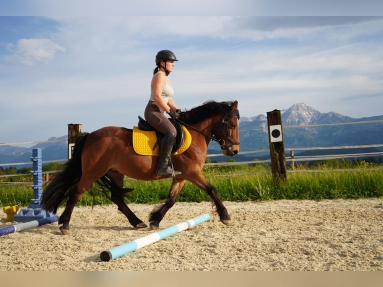 Altri pony/cavalli di piccola taglia Castrone 9 Anni Baio in Wernberg