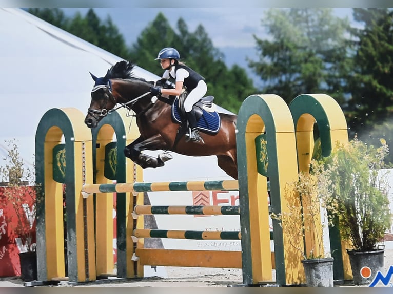 Altri pony/cavalli di piccola taglia Castrone 9 Anni Baio scuro in Besana Brianza
