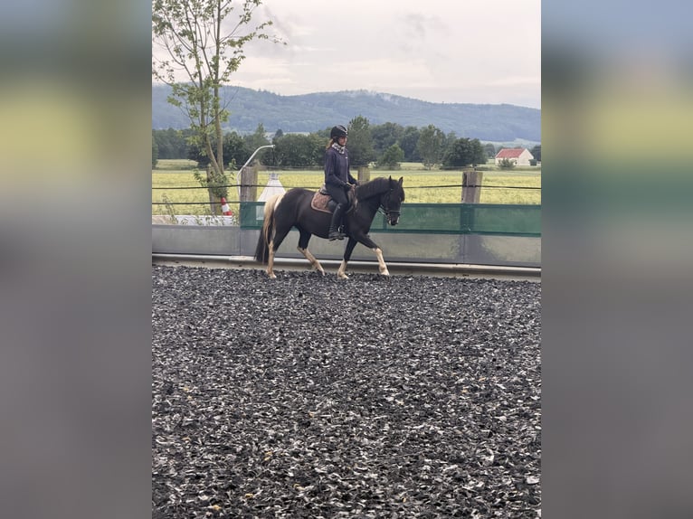 Altri pony/cavalli di piccola taglia Giumenta 10 Anni 130 cm Pezzato in Minden