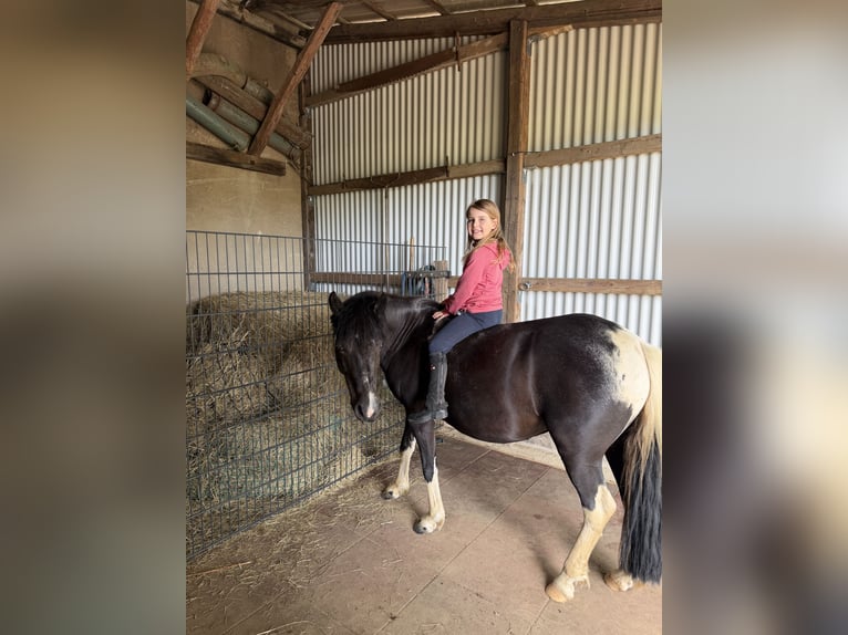 Altri pony/cavalli di piccola taglia Giumenta 10 Anni 130 cm Pezzato in Minden