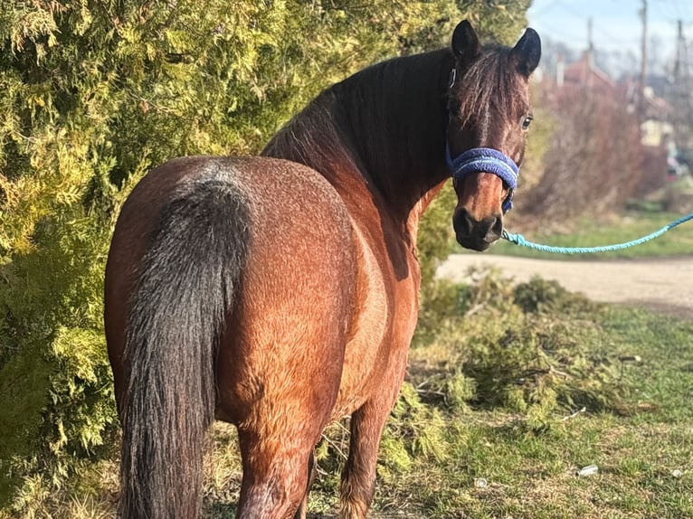 Altri pony/cavalli di piccola taglia Giumenta 10 Anni 137 cm Roano rosso in Békés