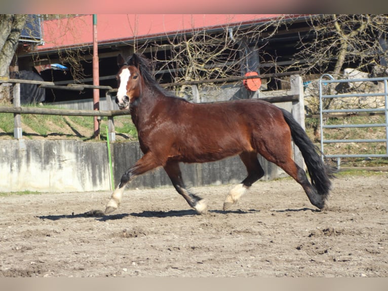 Altri pony/cavalli di piccola taglia Giumenta 10 Anni 145 cm Baio in Gailingen am Hochrhein