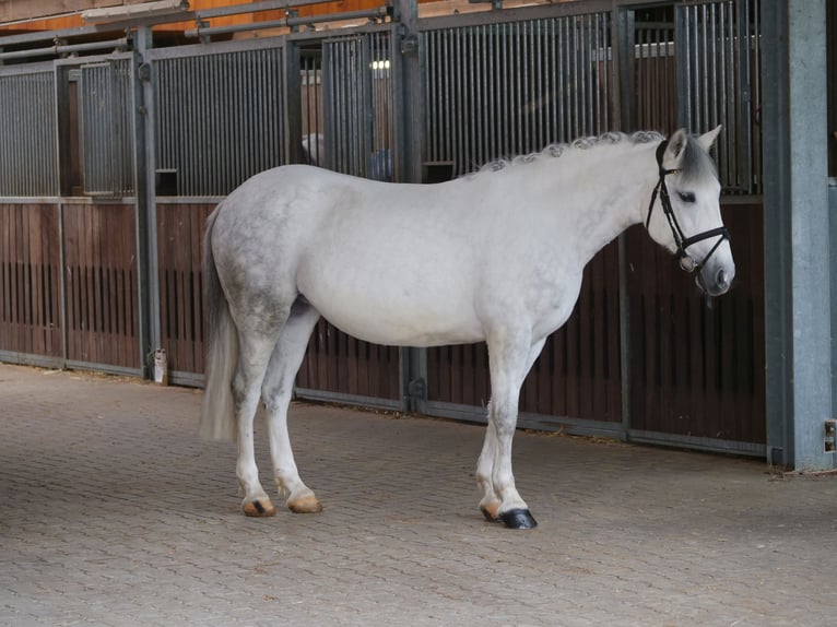 Altri pony/cavalli di piccola taglia Giumenta 10 Anni 147 cm Grigio in Ankum