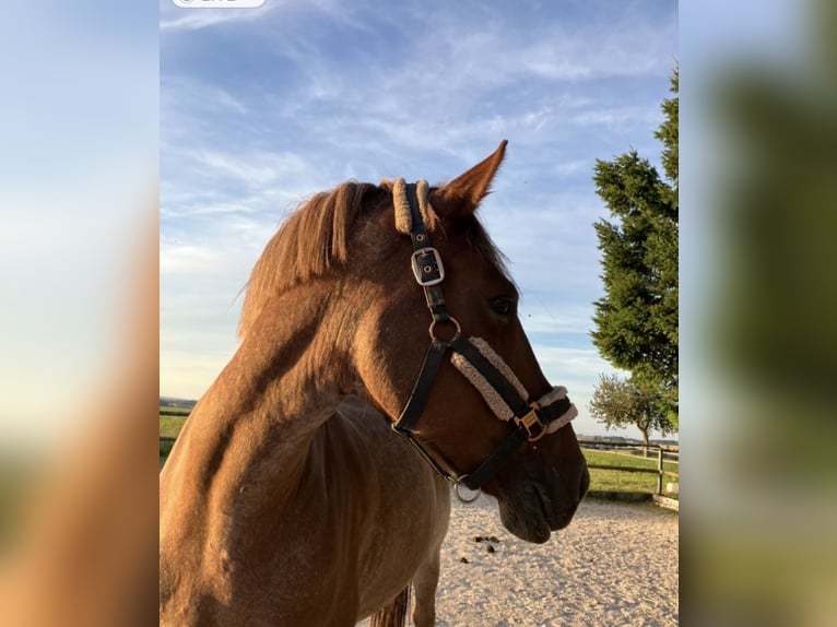 Altri pony/cavalli di piccola taglia Mix Giumenta 10 Anni 149 cm Sauro in Gschwandt