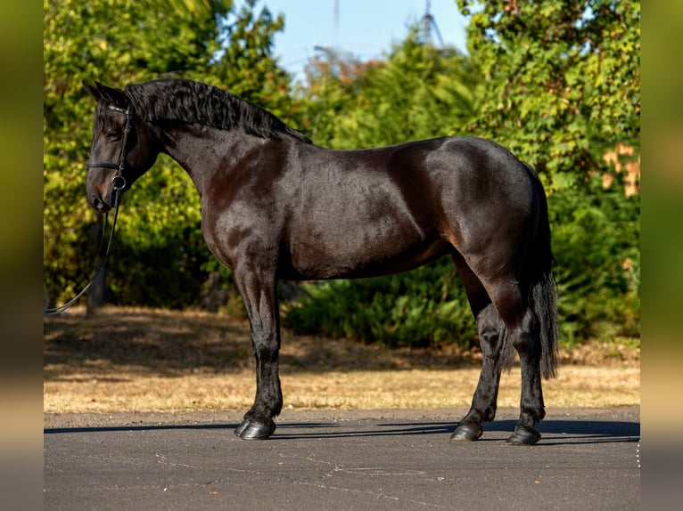 Altri pony/cavalli di piccola taglia Giumenta 10 Anni 155 cm Baio scuro in Neugaarz