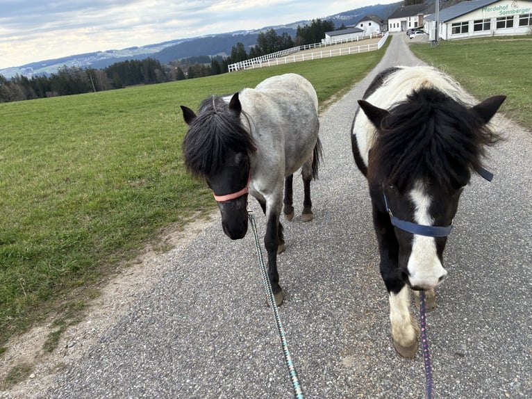 Altri pony/cavalli di piccola taglia Mix Giumenta 11 Anni 116 cm Grigio ferro in Oberneukirchen