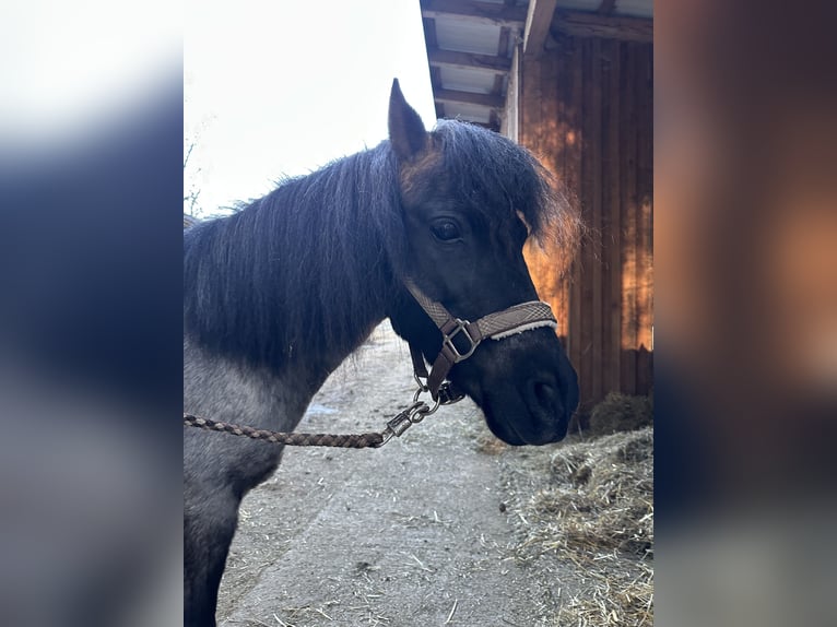 Altri pony/cavalli di piccola taglia Mix Giumenta 11 Anni 116 cm Grigio ferro in Oberneukirchen