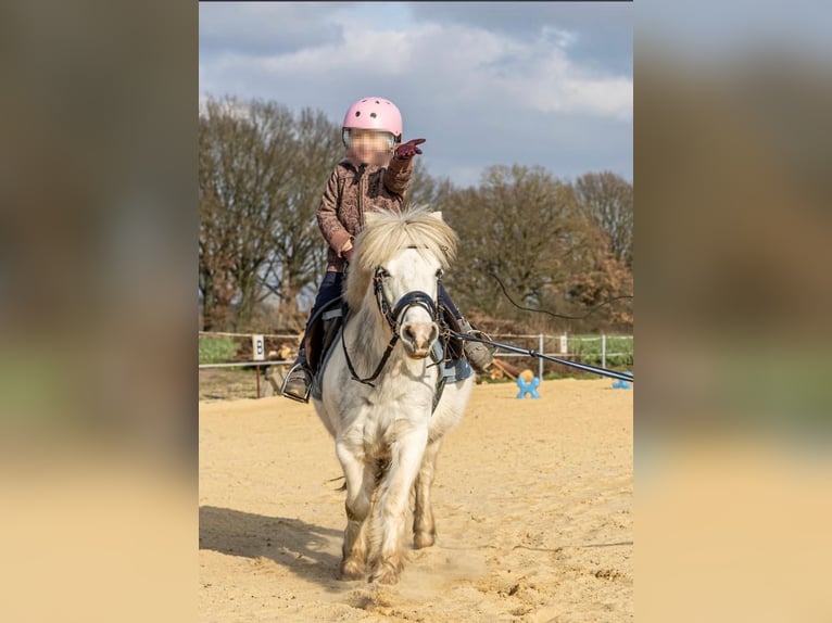 Altri pony/cavalli di piccola taglia Giumenta 11 Anni 117 cm Grigio in Plattenburg