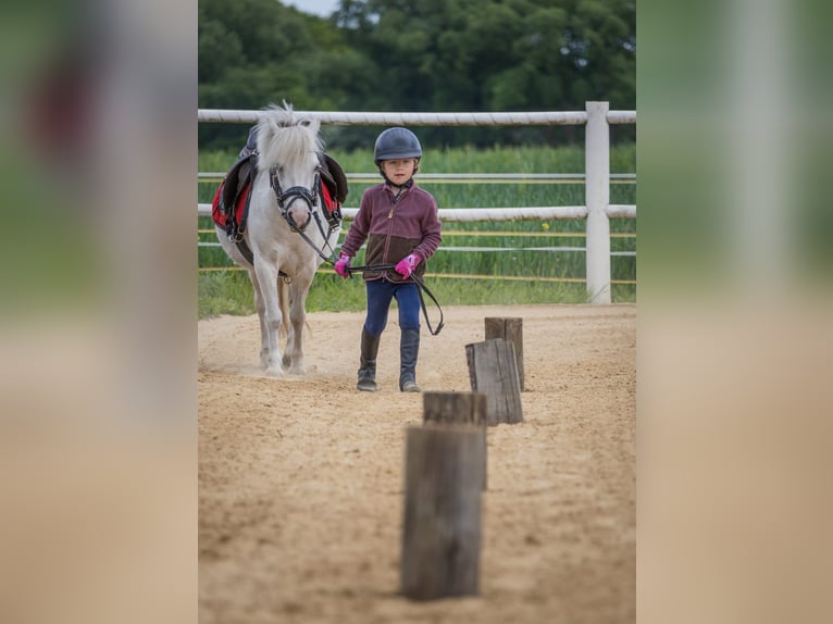 Altri pony/cavalli di piccola taglia Giumenta 11 Anni 117 cm Grigio in Plattenburg