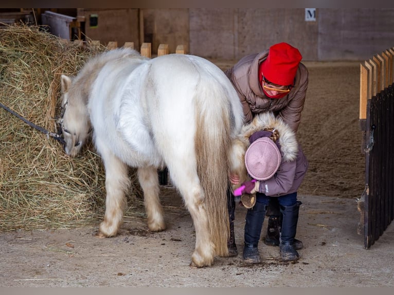 Altri pony/cavalli di piccola taglia Giumenta 11 Anni 117 cm Grigio in Plattenburg