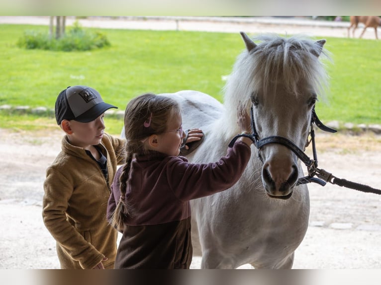 Altri pony/cavalli di piccola taglia Giumenta 11 Anni 117 cm Grigio in Plattenburg