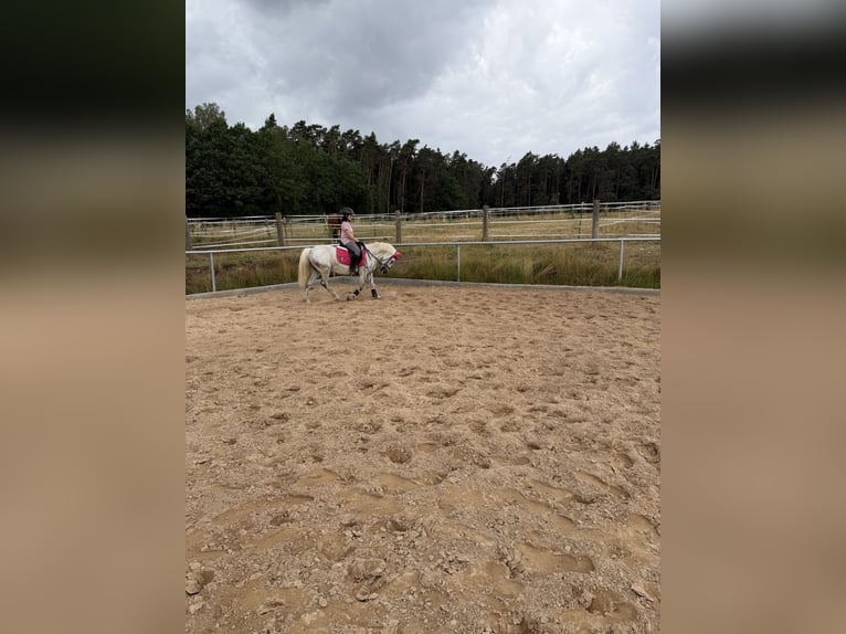 Altri pony/cavalli di piccola taglia Giumenta 11 Anni 140 cm Grigio in Neuendettelsau