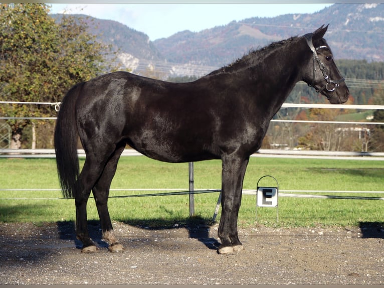 Altri pony/cavalli di piccola taglia Giumenta 11 Anni 140 cm Morello in Kirchbichl