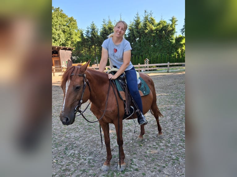 Altri pony/cavalli di piccola taglia Mix Giumenta 11 Anni 145 cm Sauro in Wilhelmsburg