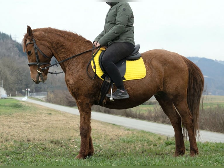 Altri pony/cavalli di piccola taglia Mix Giumenta 11 Anni 145 cm Sauro in Wilhelmsburg