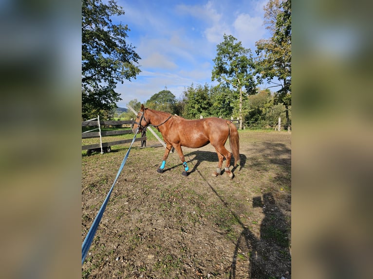 Altri pony/cavalli di piccola taglia Mix Giumenta 11 Anni 145 cm Sauro in Wilhelmsburg