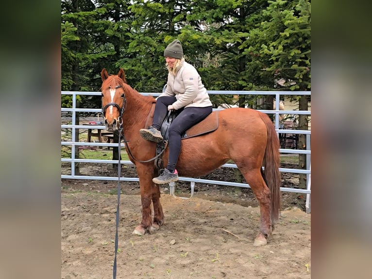 Altri pony/cavalli di piccola taglia Mix Giumenta 11 Anni 145 cm Sauro in Wilhelmsburg