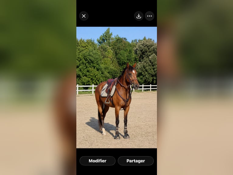 Altri pony/cavalli di piccola taglia Giumenta 11 Anni 148 cm Baio in St Hippolyte