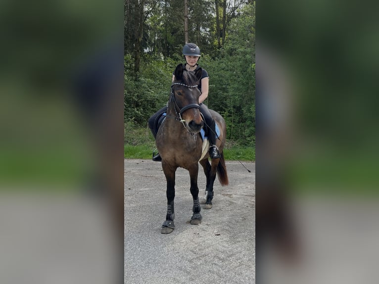 Altri pony/cavalli di piccola taglia Mix Giumenta 11 Anni 148 cm Baio in Niederneukirchen