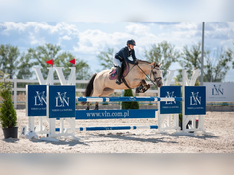 Altri pony/cavalli di piccola taglia Mix Giumenta 11 Anni 150 cm Falbo in Kamień pomorski